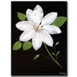 Trademark Fine Art 14 in. x 19 in. Star Canvas Art KM034 C1419GG