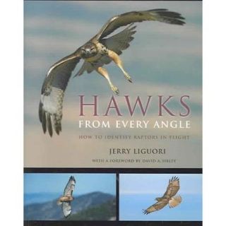 Hawks from Every Angle How to Identify Raptors in Flight