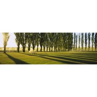 Poplar Trees Near A Wheat Field, Twin Falls, Idaho, USA Poster Print by Panoramic Images (36 x 12)