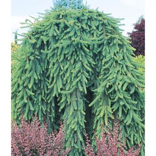4.52 Gallon Weeping Norway Spruce Feature Shrub (L4097)