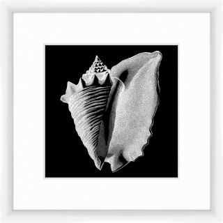 Shell II Framed Graphic Art by PTM Images