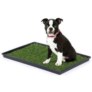 Prevue Hendryx PP 501 Tinkle Turf   Medium