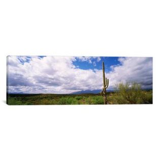 iCanvas Panoramic Cactus in a Desert, Saguaro National Monument, Tucson, Arizona Photographic Print on Canvas