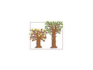 BB SET CLASSROOM TREE ADJUSTABLE