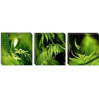 iCanvas Panoramic Fern Photographic Print on Canvas; 20 H x 60 W x 0.75 D