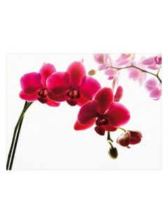 Orchid Giant Wall Mural by 1wall