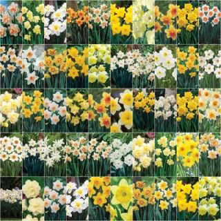 bloomsz Collectors Masterpiece Daffodil Blend Bulbs (500 Pack) 04762