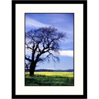 Great American Picture Landscapes 'Old Oak Tree, California' by Tom Carroll Framed Photographic Print