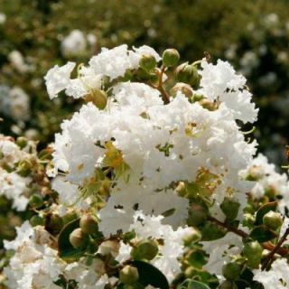 Southern Living Plant Collection 2 Gal. Early Bird White Crape Myrtle 37682